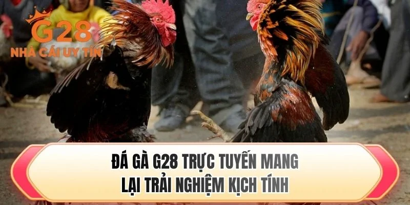 Đá gà G28 trực tuyến mang lại trải nghiệm kịch tính